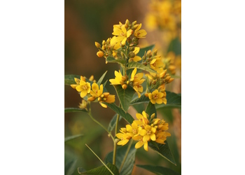 Gewöhnlicher Gilbweiderich (Lysimachia vulgaris) - © Emanuel Trummer